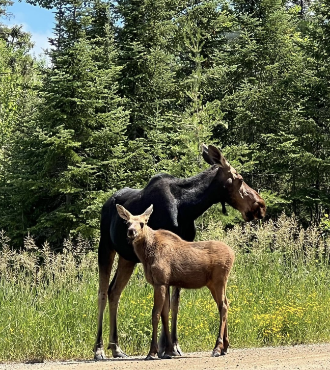 Cow and a calf moose standing on the edge of the road