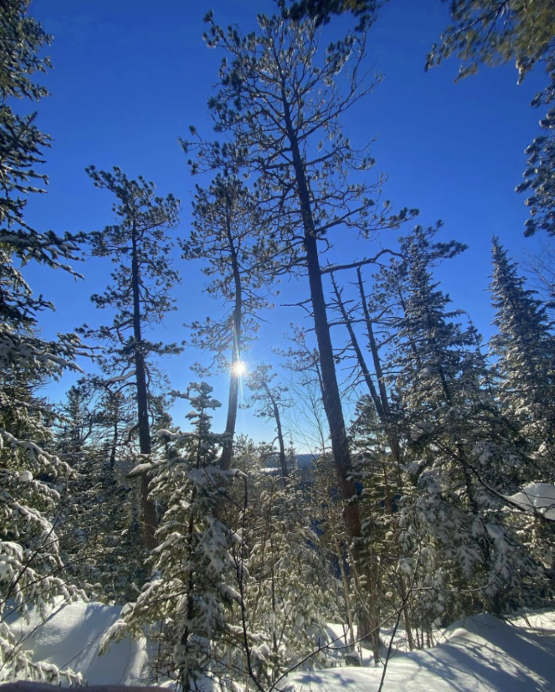 sun shines through snow covered trees